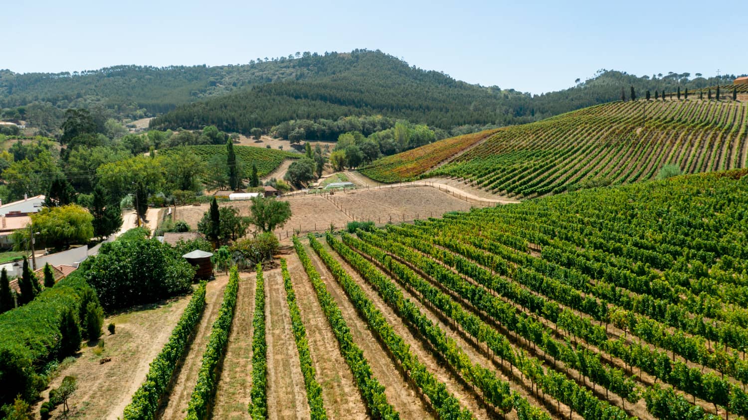 Savoring the Slow Life: Why a Day at Somerset Winery Just Hits Different