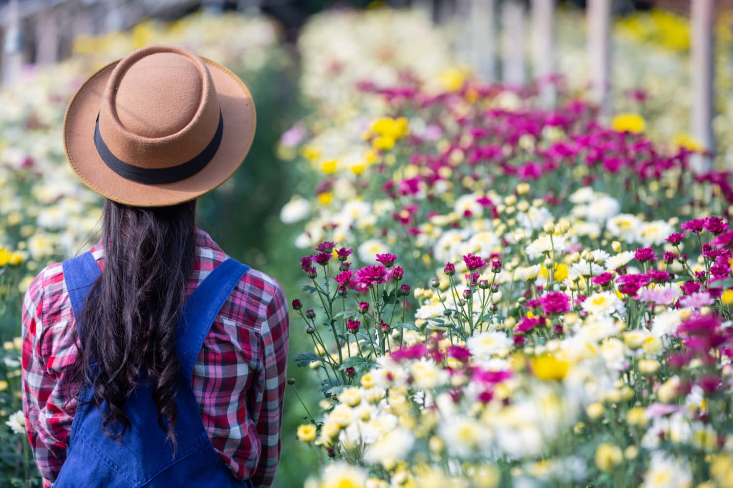 San Diego in Bloom: Visit the Flower Fields & Enjoy a Coastal Tour