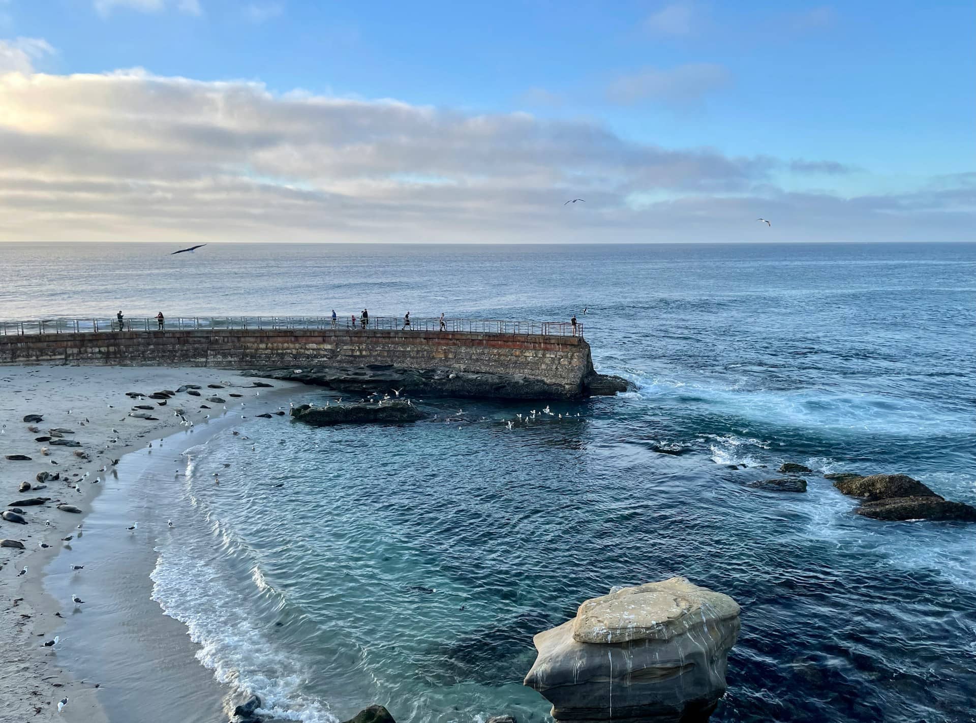 What to Do in La Jolla Cove: A Local’s Guide to Soaking in the Magic
