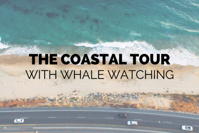 Coastal Tour Whale Watching