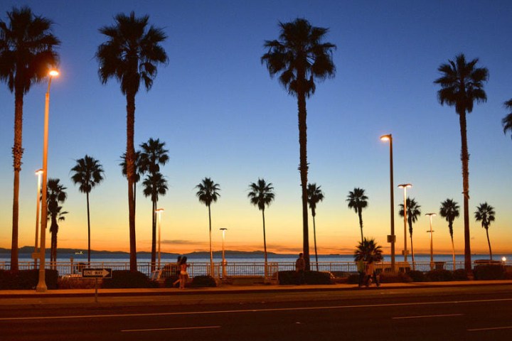 a traffic light next to a palm tree